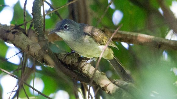 Yellow-streaked greenbul Why We Love Birds 111 Fri Ongoye Forest other forests warm