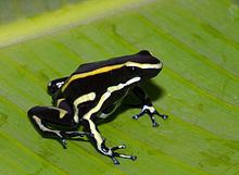 Yellow-striped poison frog httpsuploadwikimediaorgwikipediacommonsthu