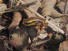 Yellow-striped pygmy eleuth httpsuploadwikimediaorgwikipediacommonsthu