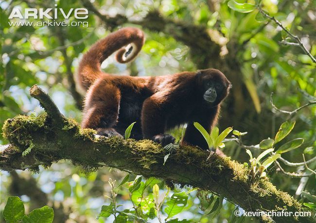 Yellow-tailed woolly monkey Peruvian yellowtailed woolly monkey videos photos and facts