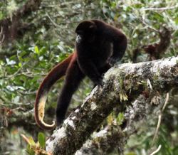 Yellow-tailed woolly monkey Primate Factsheets Yellowtailed woolly monkey Oreonax flavicauda