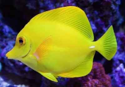 Yellow tang Yellow Tang Care Guide and Information