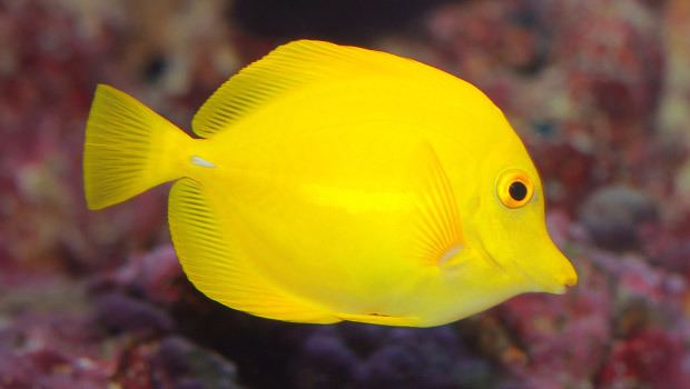 Yellow tang Waikk Aquarium Yellow Tang