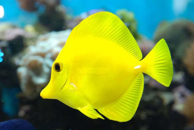 Yellow tang Buy Yellow Tang Online at Aquarium Warehouse
