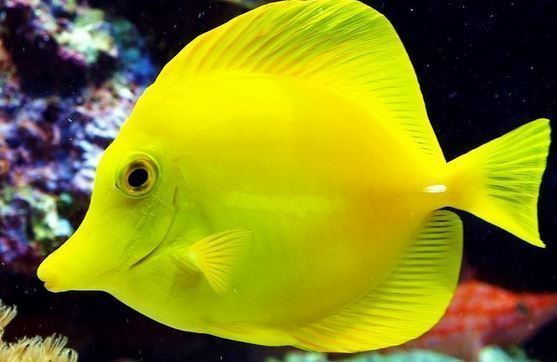 Yellow tang 5 Interesting Facts About Yellow Tangs Haydens Animal Facts