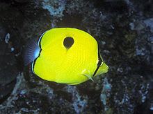 Yellow teardrop butterflyfish httpsuploadwikimediaorgwikipediacommonsthu