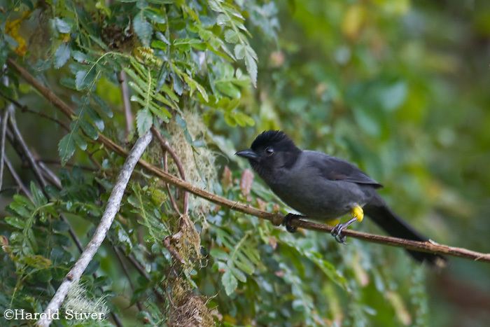 Yellow-thighed finch Yellowthighed Finch Pselliophorus tibialis Nature Notes