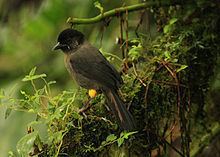 Yellow-thighed finch Yellowthighed finch Wikipedia