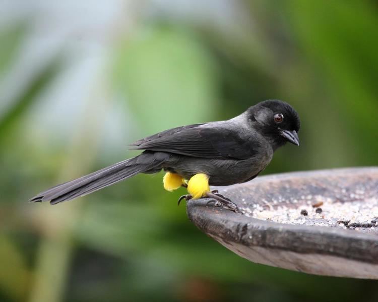 Yellow-thighed finch Yellowthighed Finch Pselliophorus tibialis videos photos and