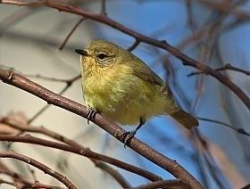 Yellow thornbill Yellow Thornbill BirdLife Australia