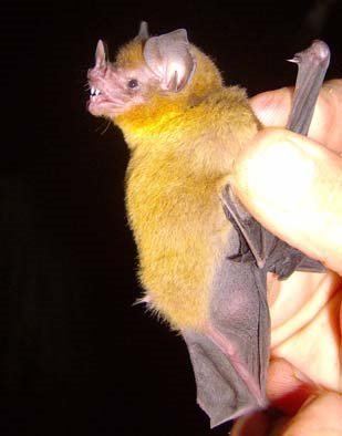 Yellow-throated big-eared bat wwwplanetmammiferesorgPhotosVolantsPhyllost