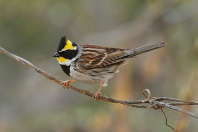 Yellow-throated bunting Sparrows Allies Patrick J Blake Photography