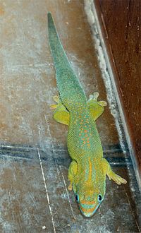Yellow-throated day gecko httpsuploadwikimediaorgwikipediacommonsthu
