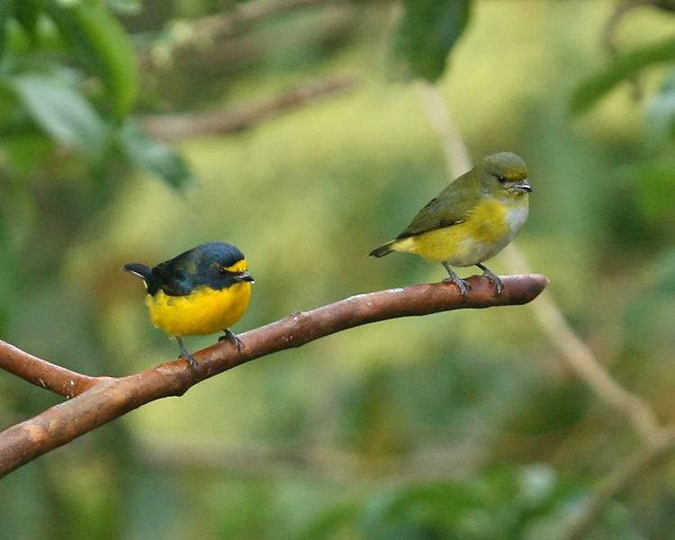Yellow-throated euphonia Species Template