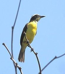 Yellow-throated flycatcher httpsuploadwikimediaorgwikipediacommonsthu