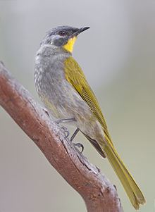 Yellow-throated honeyeater httpsuploadwikimediaorgwikipediacommonsthu