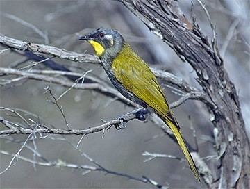 Yellow-throated honeyeater Yellowthroated Honeyeater Australian Birds photographs by