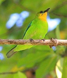 Yellow-throated leafbird httpsuploadwikimediaorgwikipediacommonsthu