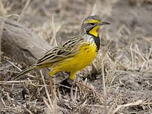 Yellow-throated longclaw httpsuploadwikimediaorgwikipediacommonsthu