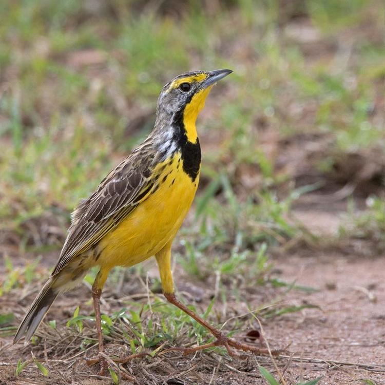 Yellow-throated longclaw Yellowthroated Longclaw Macronyx croceus videos photos and sound