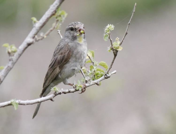 Yellow-throated seedeater Yellowthroated Seedeater Crithagra flavigula videos photos and
