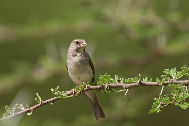 Yellow-throated seedeater African Bird Club