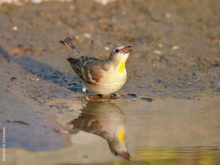 Yellow-throated sparrow wwwkuwaitbirdsorgsitesdefaultfilesstyleslar