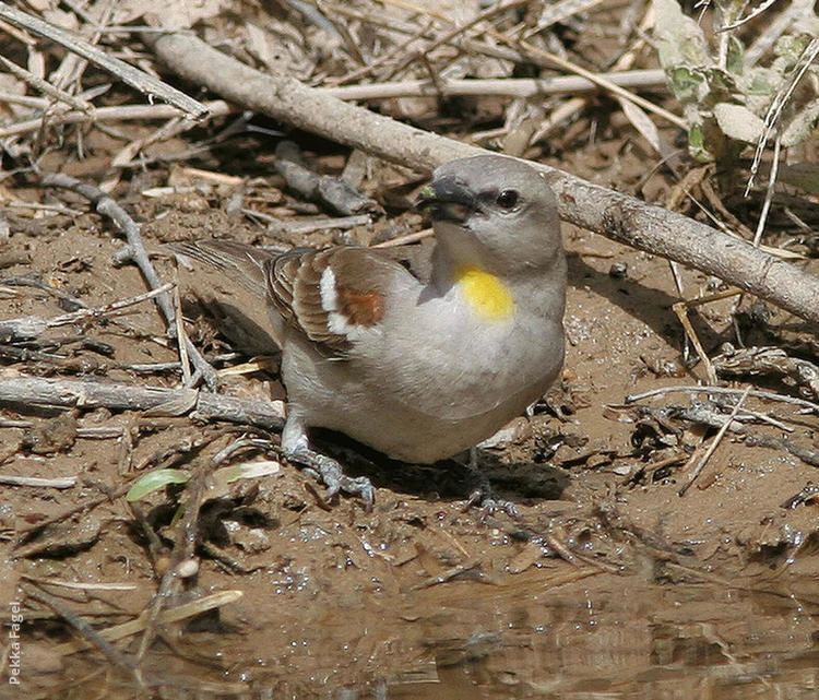 Yellow-throated sparrow Yellowthroated Sparrow KuwaitBirdsorg