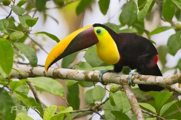 Yellow-throated toucan Yellowthroated Toucan Ramphastos ambiguus videos photos and