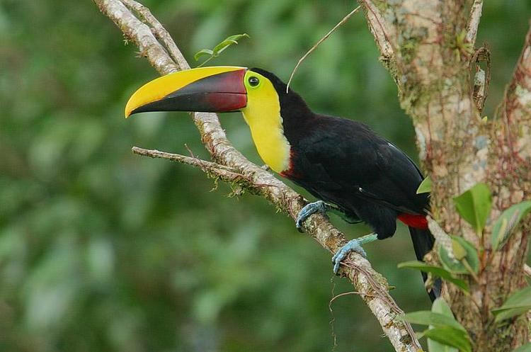 Yellow-throated toucan Yellowthroated Toucan Ramphastos ambiguus Adult perched above a