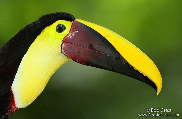 Yellow-throated toucan Birds in Focus Yellowthroated Toucan