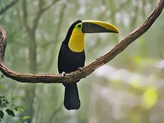 Yellow-throated toucan Yellowthroated toucan Wikipedia