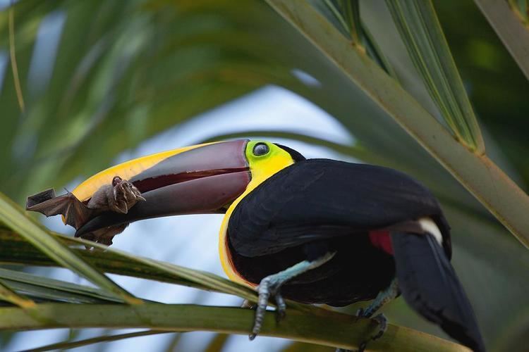 Yellow-throated toucan Yellowthroated Toucan Ramphastos ambiguus videos photos and