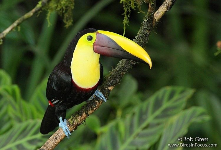 Yellow-throated toucan Birds in Focus Yellowthroated Toucan