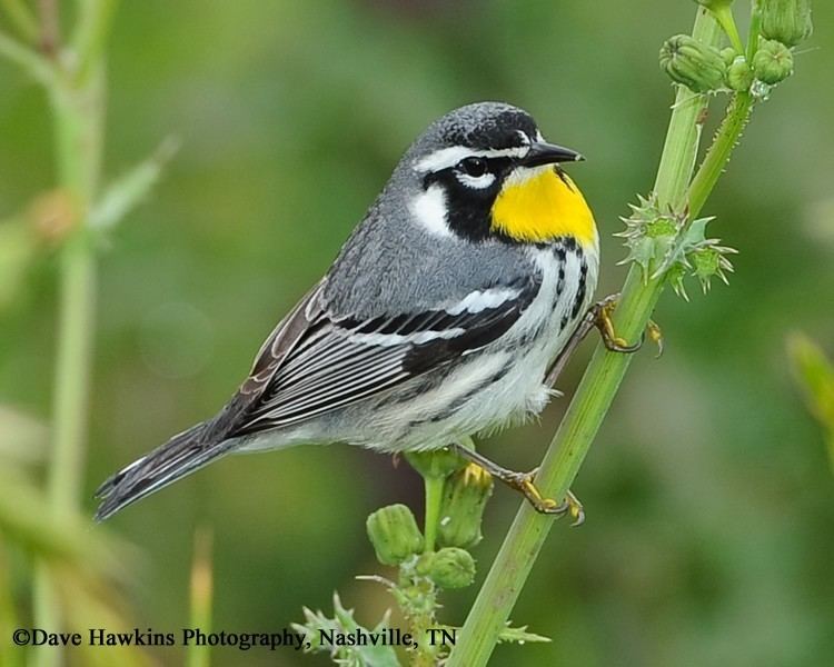 Yellow-throated warbler Tennessee Watchable Wildlife Yellowthroated Warbler