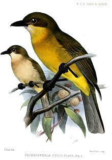 Yellow-throated whistler httpsuploadwikimediaorgwikipediacommonsthu