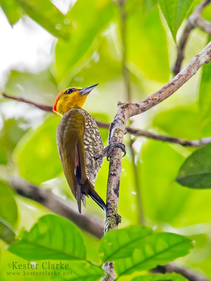 Yellow-throated woodpecker wwwkesterclarkenetwpcontentuploads201403IM