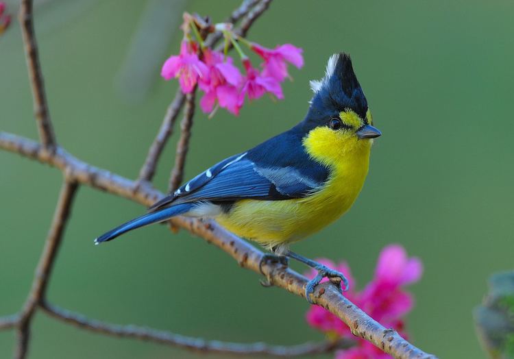 Yellow Tit - Alchetron, The Free Social Encyclopedia