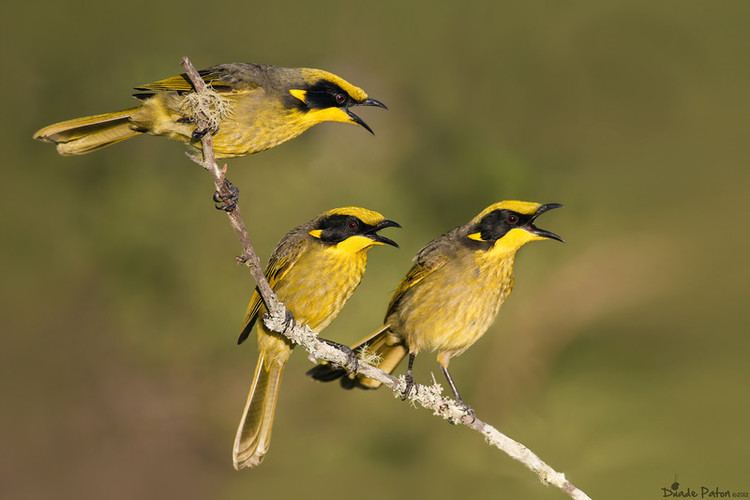 Yellow tufted honeyeater - Alchetron, the free social encyclopedia