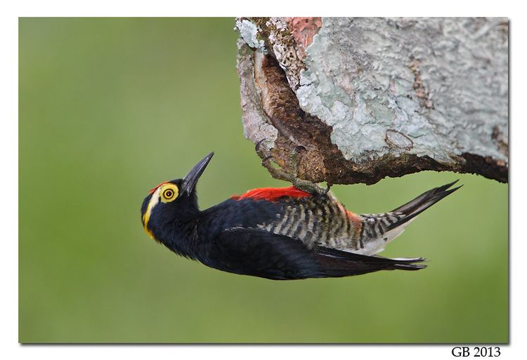 Yellow-tufted woodpecker YELLOWTUFTED WOODPECKER