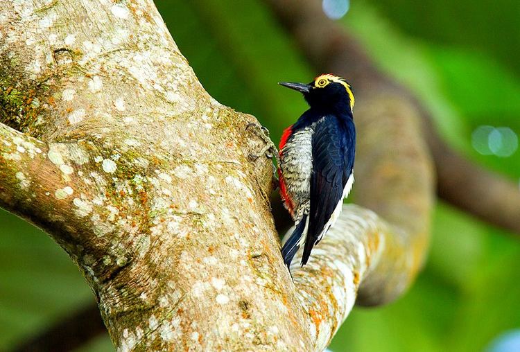 Yellow-tufted woodpecker Yellowtufted Woodpecker Birds of Tambopata iNaturalistorg