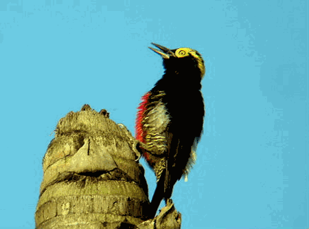 Yellow-tufted woodpecker Yellowtufted Woodpecker Melanerpes cruentatus Planet of Birds