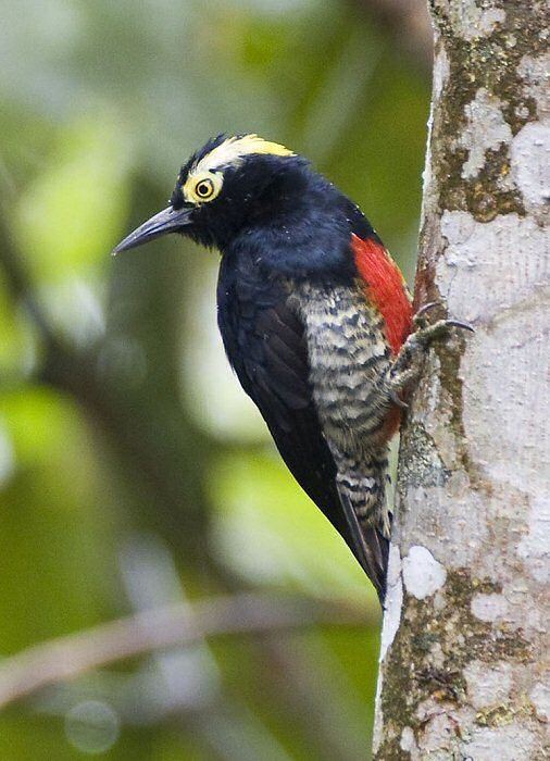 Yellow-tufted woodpecker wwwmangoverdecomwbgimages00000019852jpg