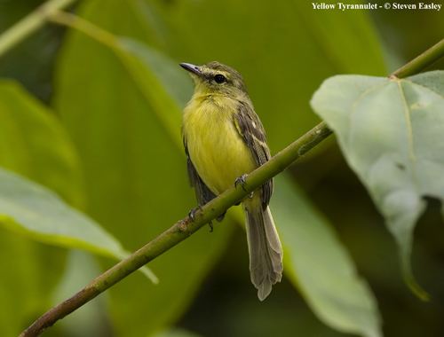 Yellow tyrannulet Index of wpcontentgallery33 Tyrant Flycatchers WEB