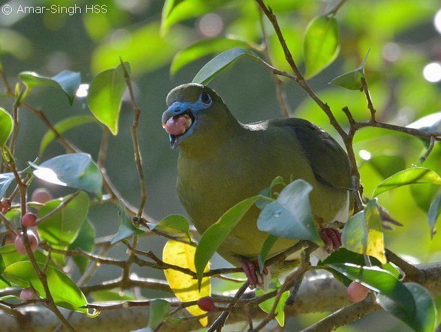 Yellow-vented green pigeon Oriental Bird Club Image Database Yellowvented Green Pigeon