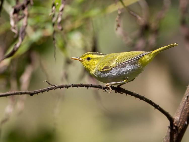 Yellow-vented warbler Yellowvented Warbler Phylloscopus cantator videos photos and