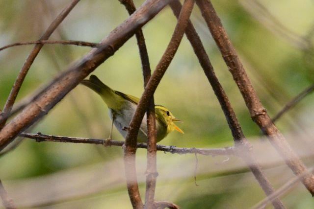 Yellow-vented warbler Yellowvented Warbler Phylloscopus cantator videos photos and