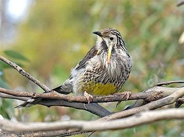 Yellow wattlebird Yellow Wattlebird Australian Birds photographs by Graeme Chapman