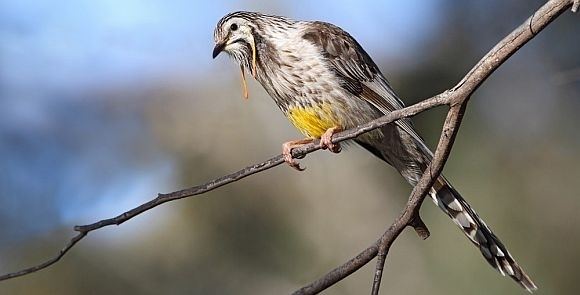 Yellow wattlebird Yellow Wattlebird BirdLife Australia
