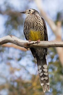 Yellow wattlebird httpsuploadwikimediaorgwikipediacommonsthu